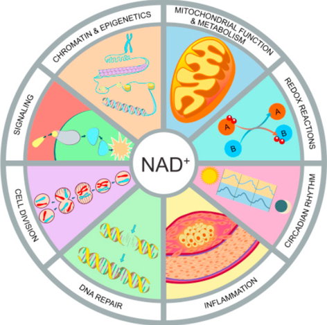 Why NAD+ is essential for wellness